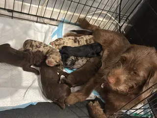 Labradoodle dogs Labradoodle puppy in Swanley - Advert 10