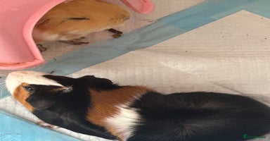 Guinea Pig rodents - Advert 4