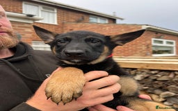 Mixed Breed dogs for sale: Czech shepherd x Belgium malinois - Image 19