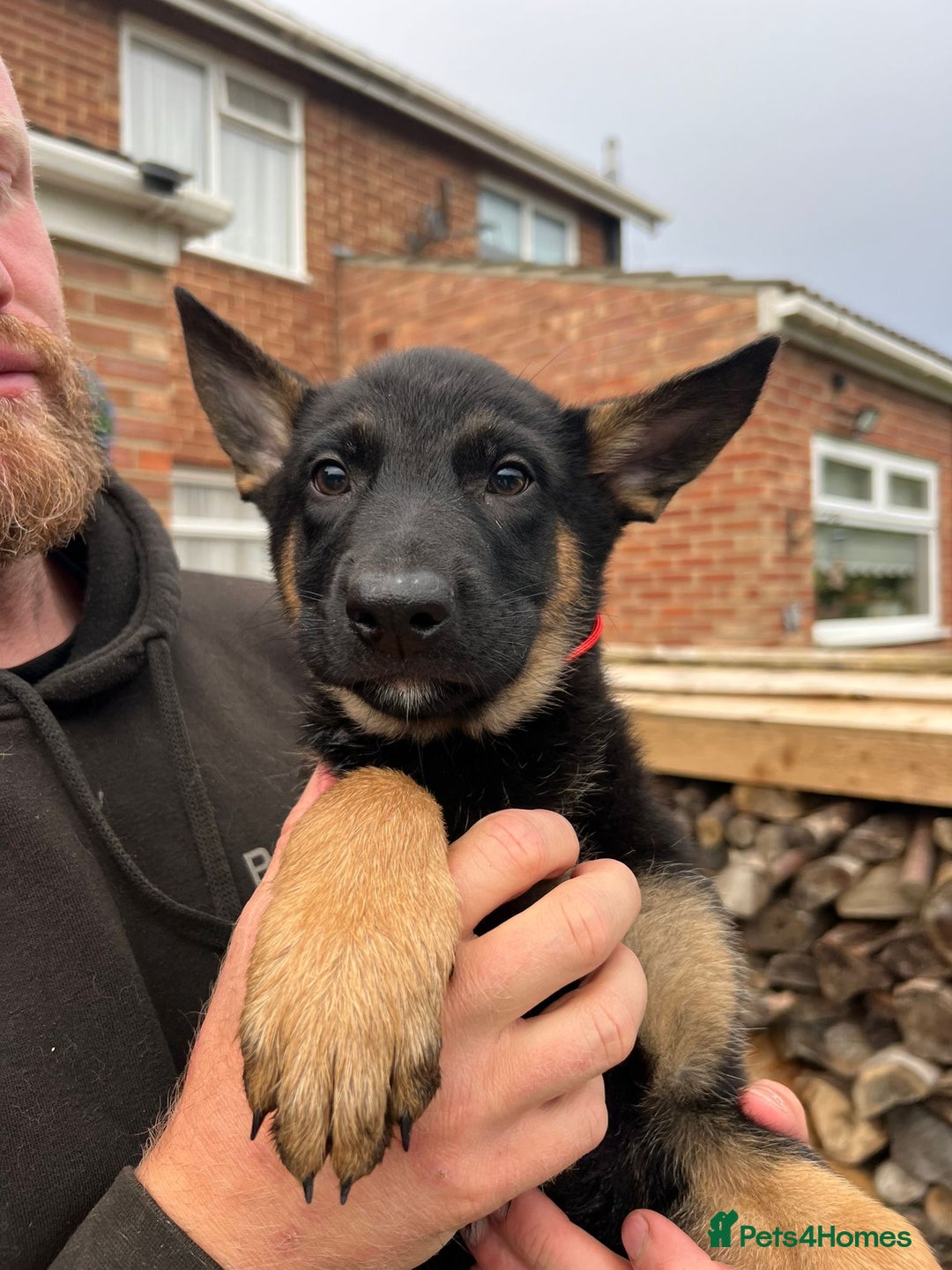 Mixed Breed dogs for sale: Czech shepherd x Belgium malinois - Image 19