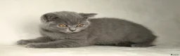 British Shorthair cats for sale: Blue British Shorthair 2 Kittens Left **MUST SEE** - Advert 8