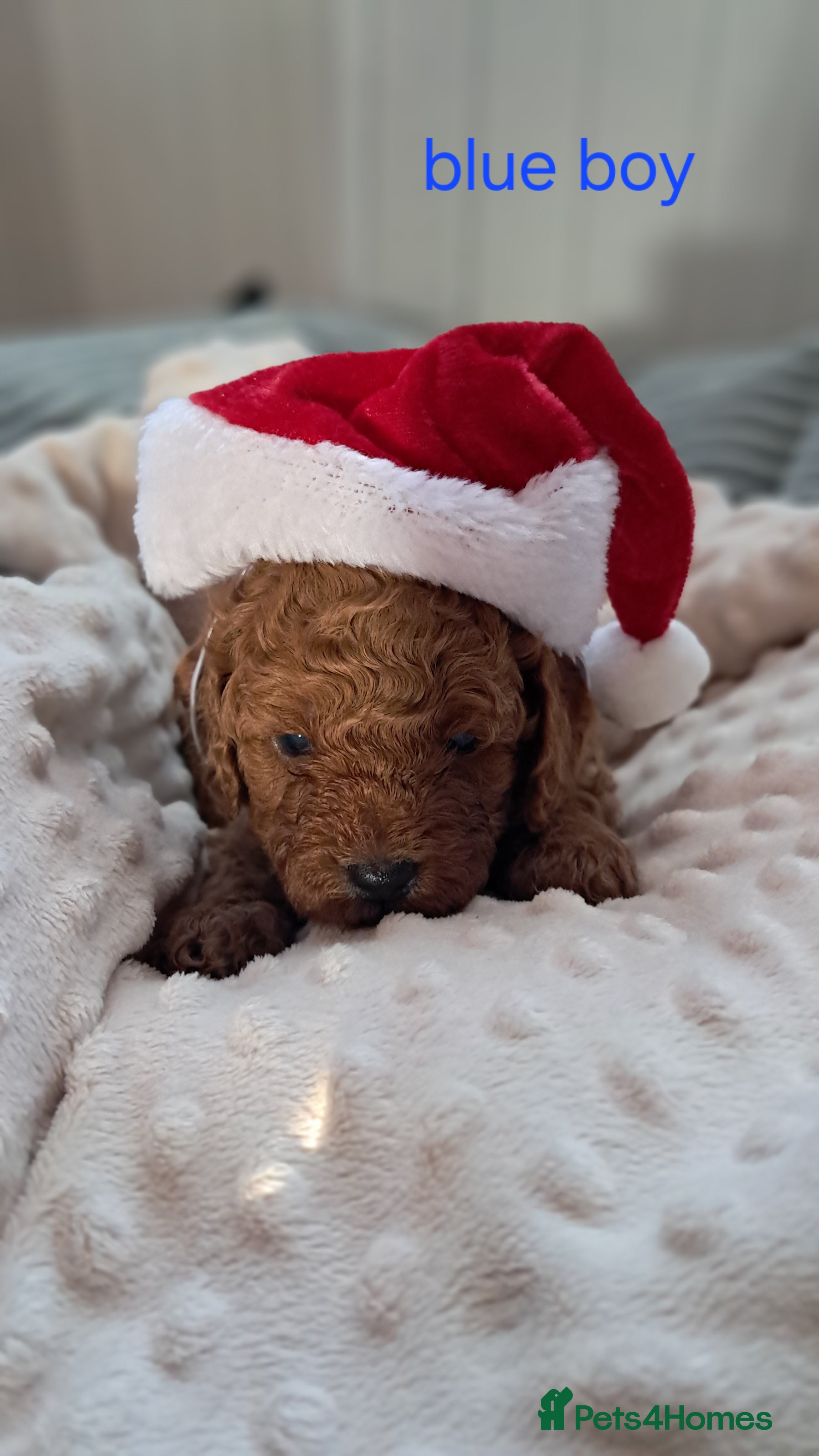 Cavapoo dogs Cavapoo Puppies-Ready 23rd-December! Mum DNA clear - Advert 16