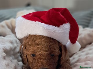 Cavapoo dogs Cavapoo Puppies-Ready 23rd-December! Mum DNA clear - Advert 10
