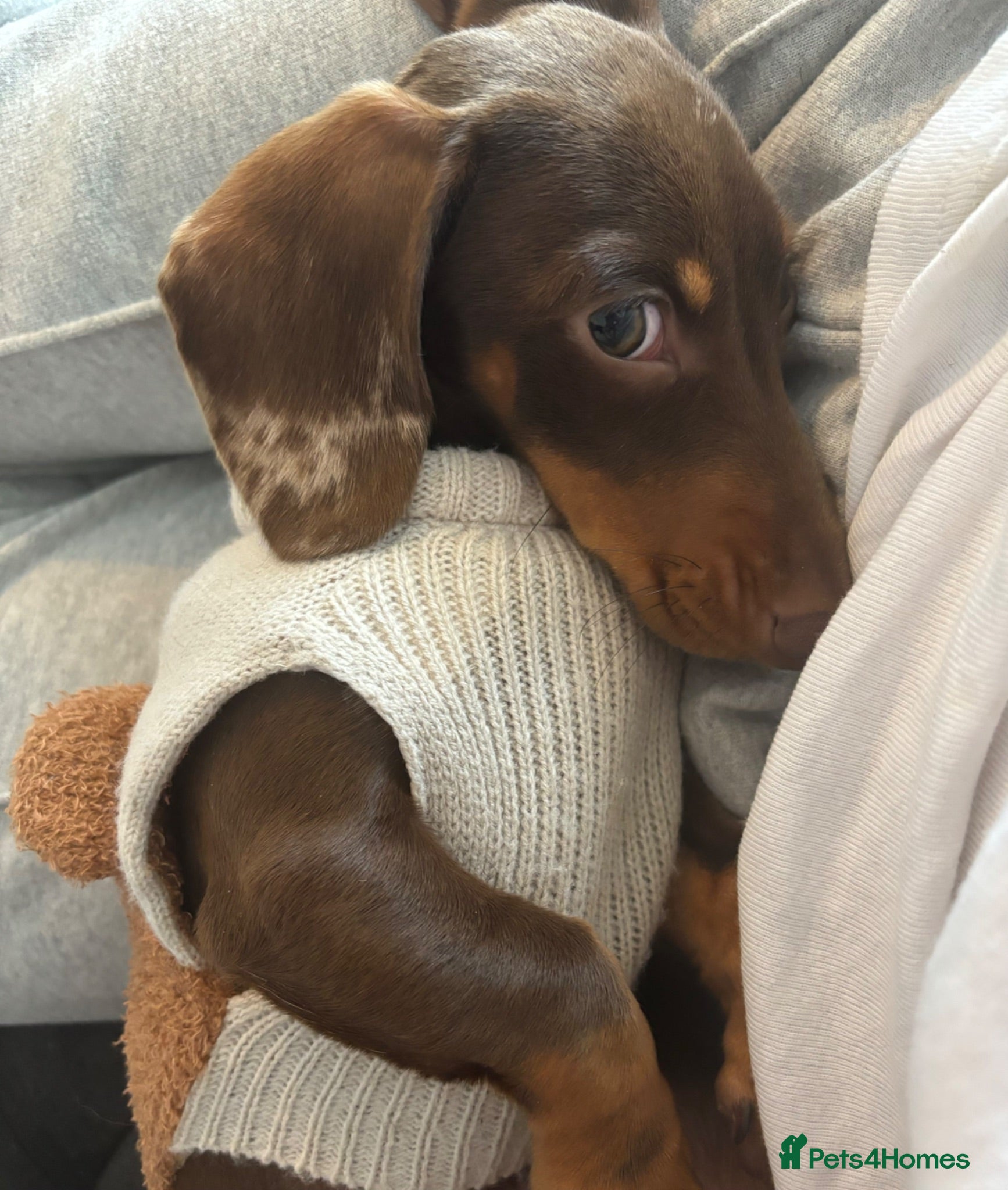 Miniature Dachshund dogs Oakley - Advert 1