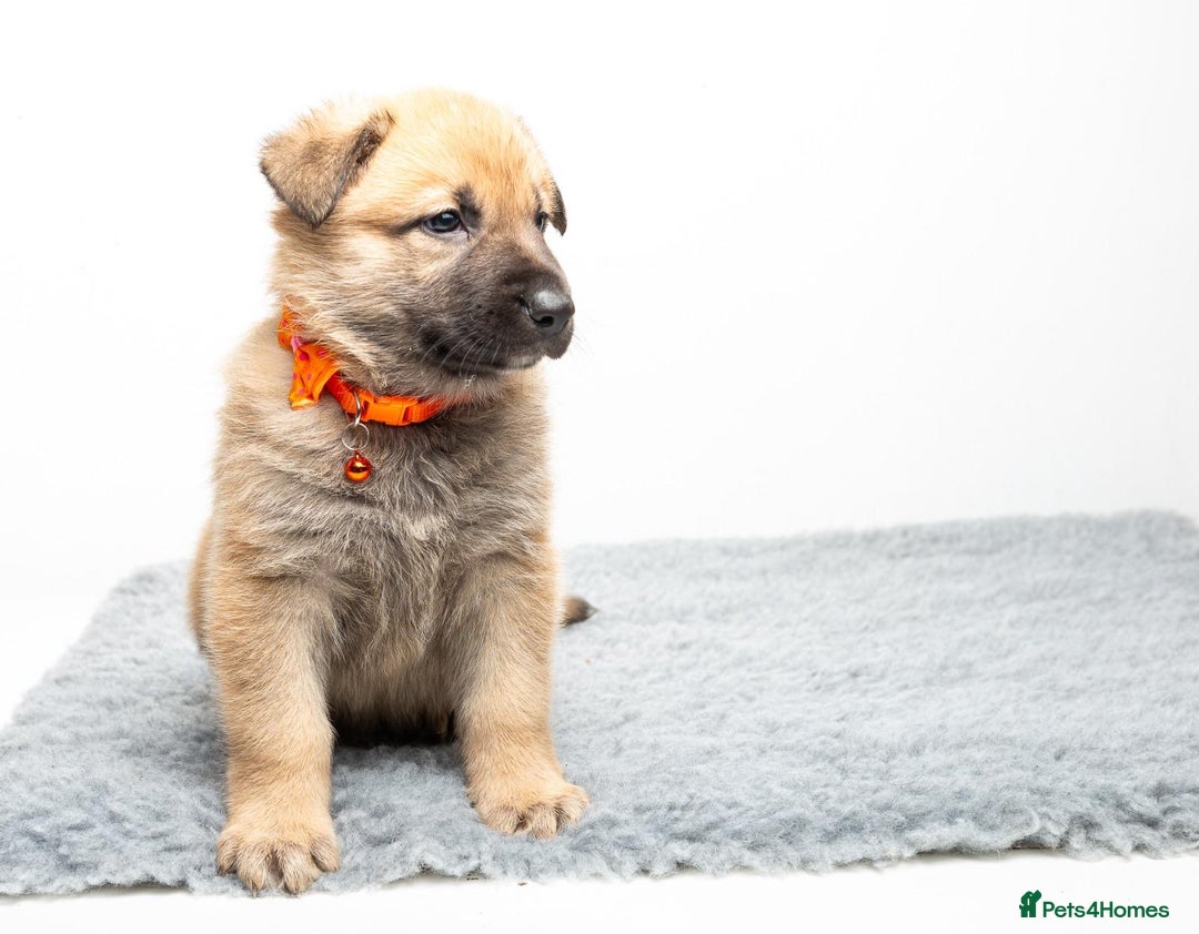 German Shepherd dogs for stud: PROVEN BIG BONED GERMAN SHEPHERD FOR STUD  in Romford - Image 24