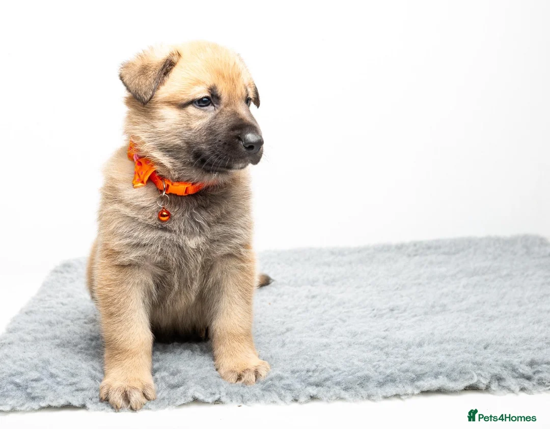 German Shepherd dogs for stud: PROVEN BIG BONED GERMAN SHEPHERD FOR STUD  in Romford - Advert 24