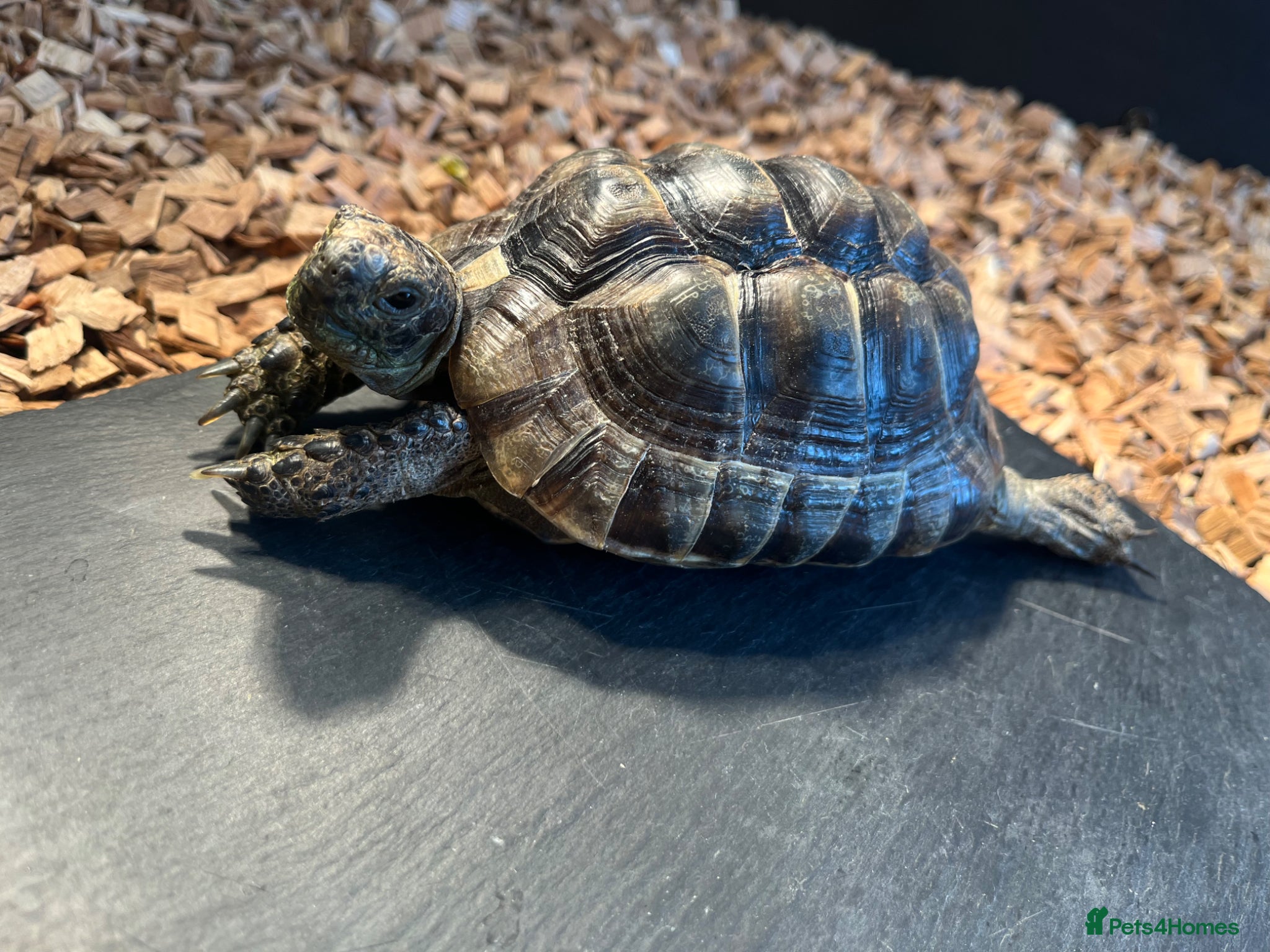 Tortoise reptiles Greek spur thigh tortoise male  - Advert 1