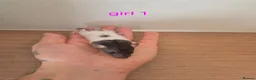 Rat rodents for sale: Baby rats  - Advert 5