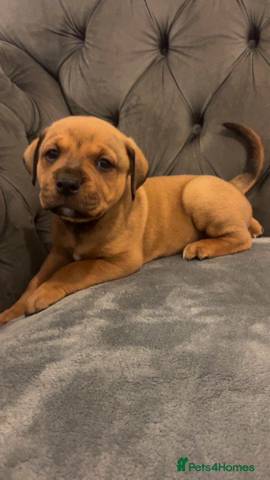 Mixed Breed dogs for sale: 4 beautiful puppies available  - Image 2