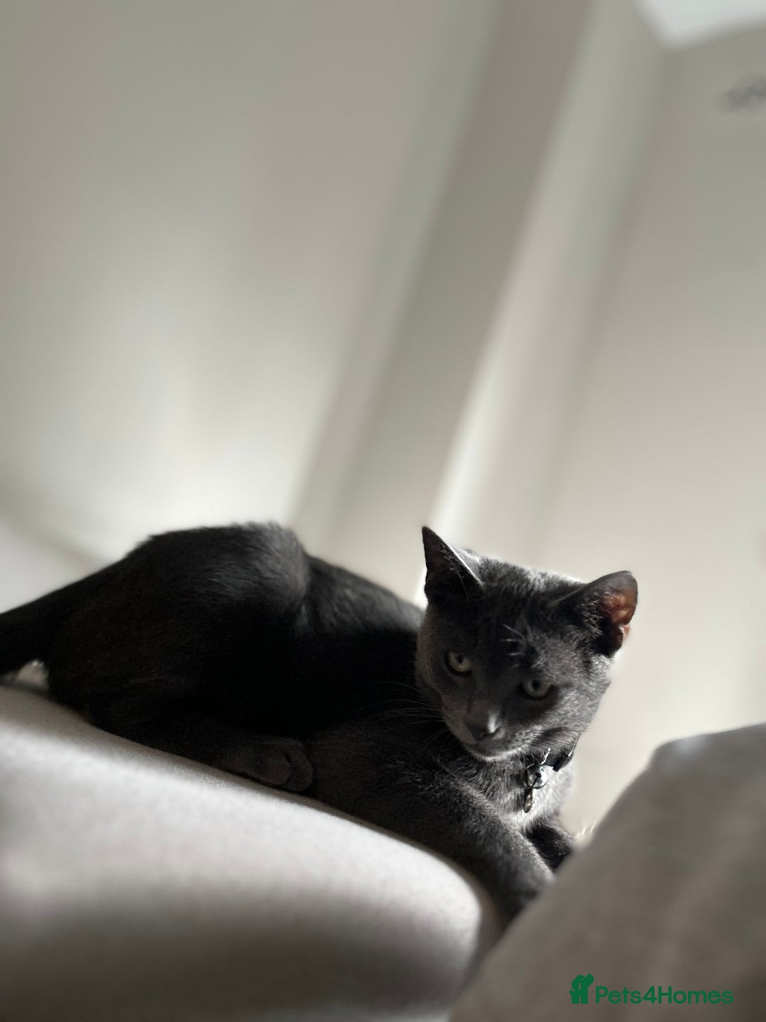 British Shorthair cats for sale: British  shorthair  - Image 7