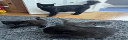 Mixed Breed cats for sale: Gorgeus kittens - Advert 3