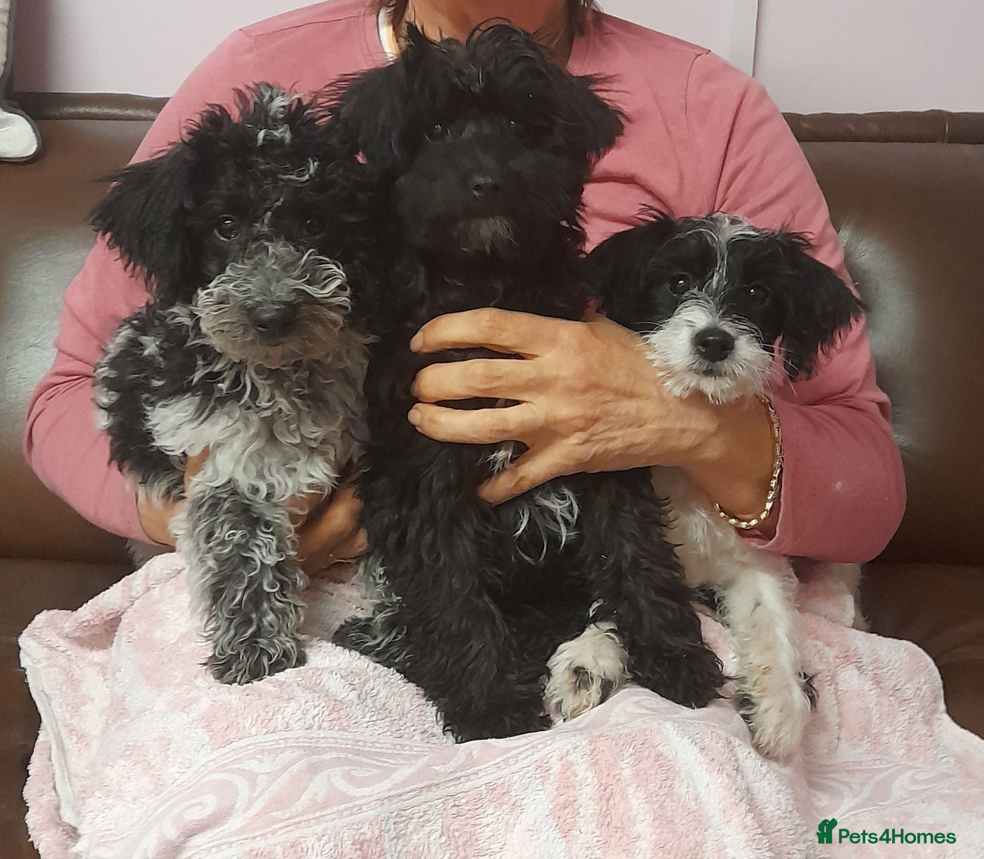 Mixed Breed dogs English Toy Terrier X Parti Colour Toy Poodle. - Advert 2