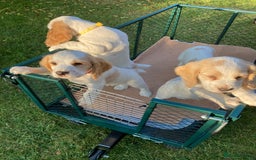 Cocker Spaniel dogs for sale: Cocker Spaniels, working type, KC reg, DNA clear - Image 4