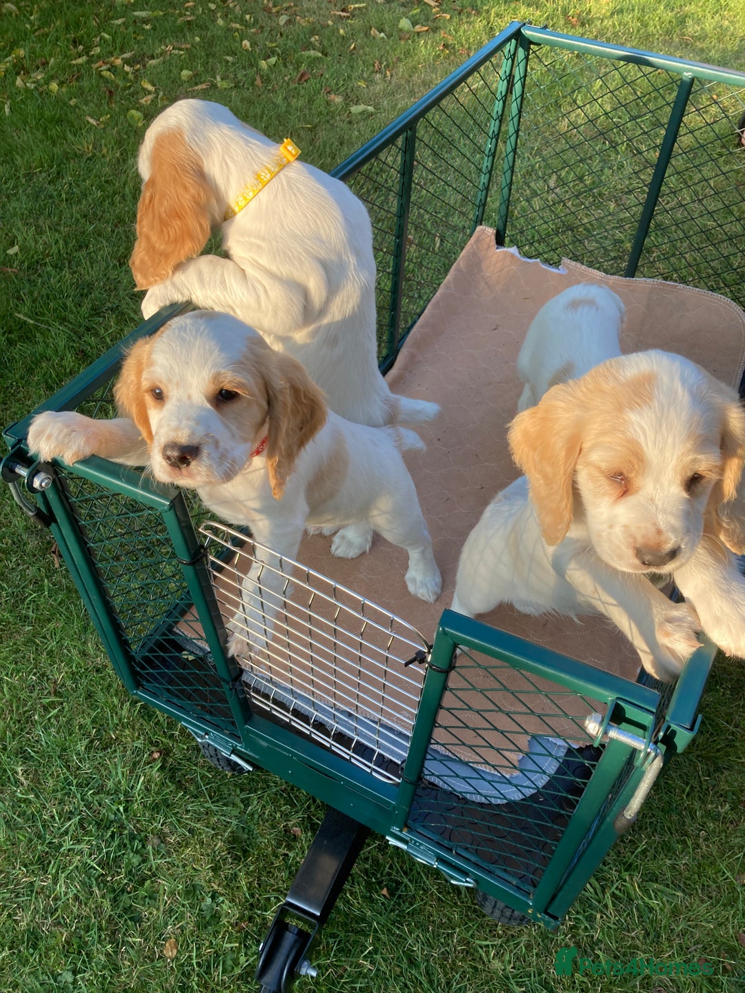 Cocker Spaniel dogs for sale: Cocker Spaniels, working type, KC reg, DNA clear - Image 4