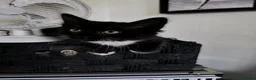 Mixed Breed cats for sale: Long hair kittens & short hair kittens ready now  - Advert 6