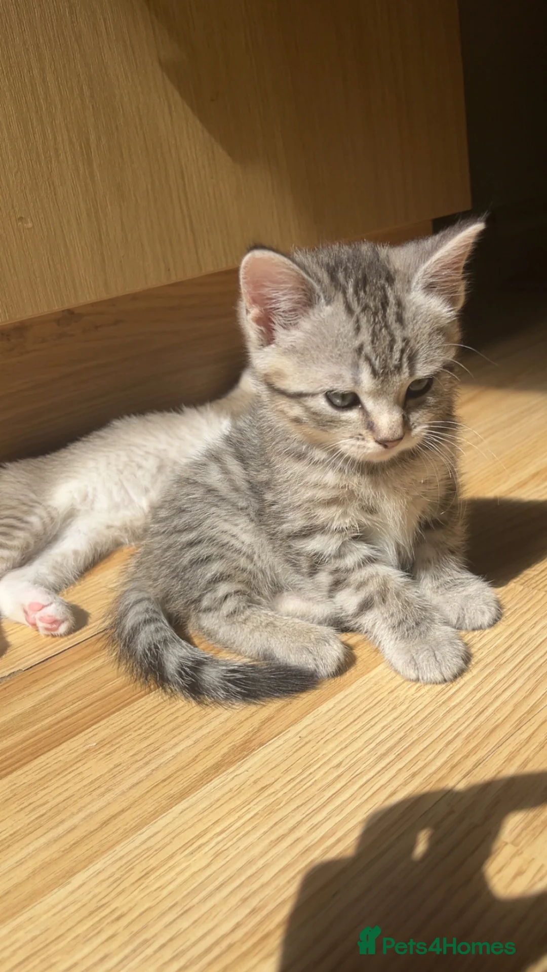 Mixed Breed cats for sale: Ragdoll X British Short Hair kittens for SALE in Coventry - Advert 1