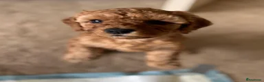 Cavapoo Puppy 8