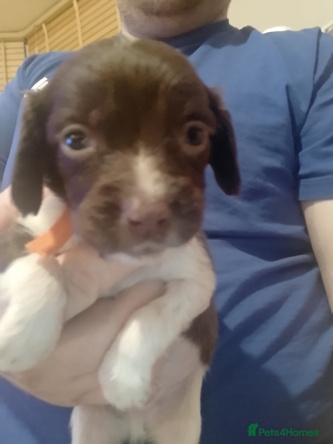 English Springer Spaniel dogs for sale: 6 Kc registered English springer spaniel pups  - Advert 4