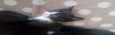British Longhair Kitten 1