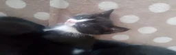 British Longhair cats for sale: Beautiful black and white kittens  in Tunbridge Wells - Advert 4