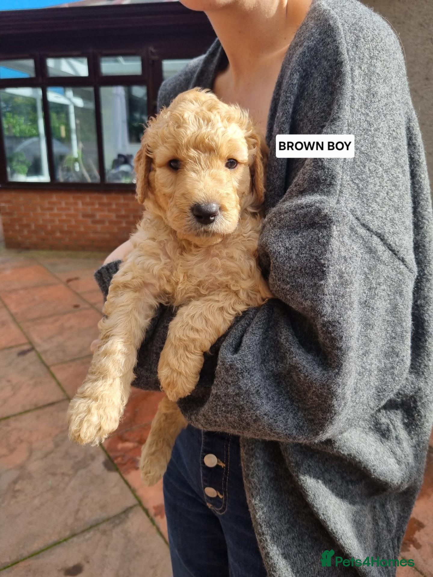 Goldendoodle dogs  🐾PREMIUM F2b GOLDENDOODLE PUPPIES🐾LAST FOUR - Advert 18