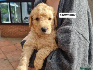 Goldendoodle dogs 🐾PREMIUM F2b GOLDENDOODLE PUPPIES🐾LAST FOUR - Advert 18