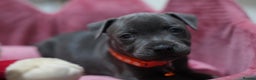 Staffordshire Bull Terrier dogs for sale: Ready now! Stunning Staffy Puppies 🐶 - Advert 4