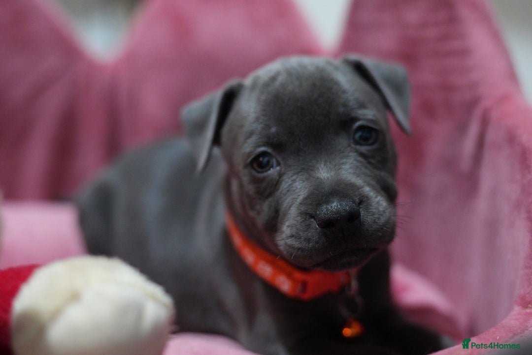 Staffordshire Bull Terrier dogs for sale: Ready now! Stunning Staffy Puppies 🐶 - Advert 4