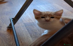 Mixed Breed cats for sale: 2 beautiful kittens - Image 8