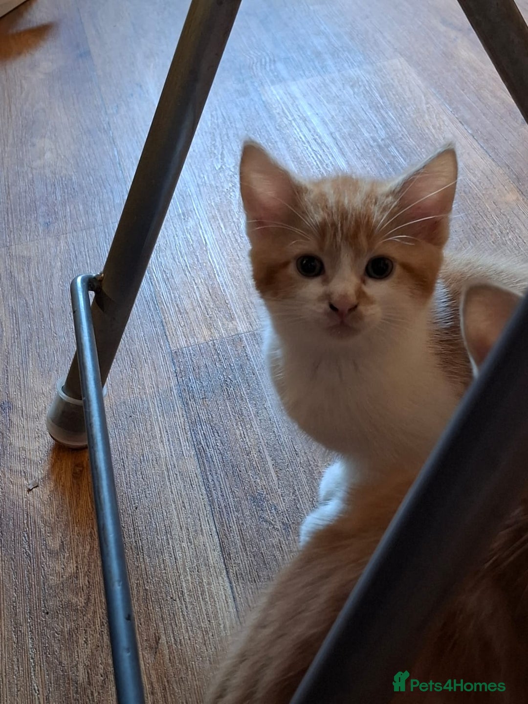 Mixed Breed cats for sale: 2 beautiful kittens - Image 8