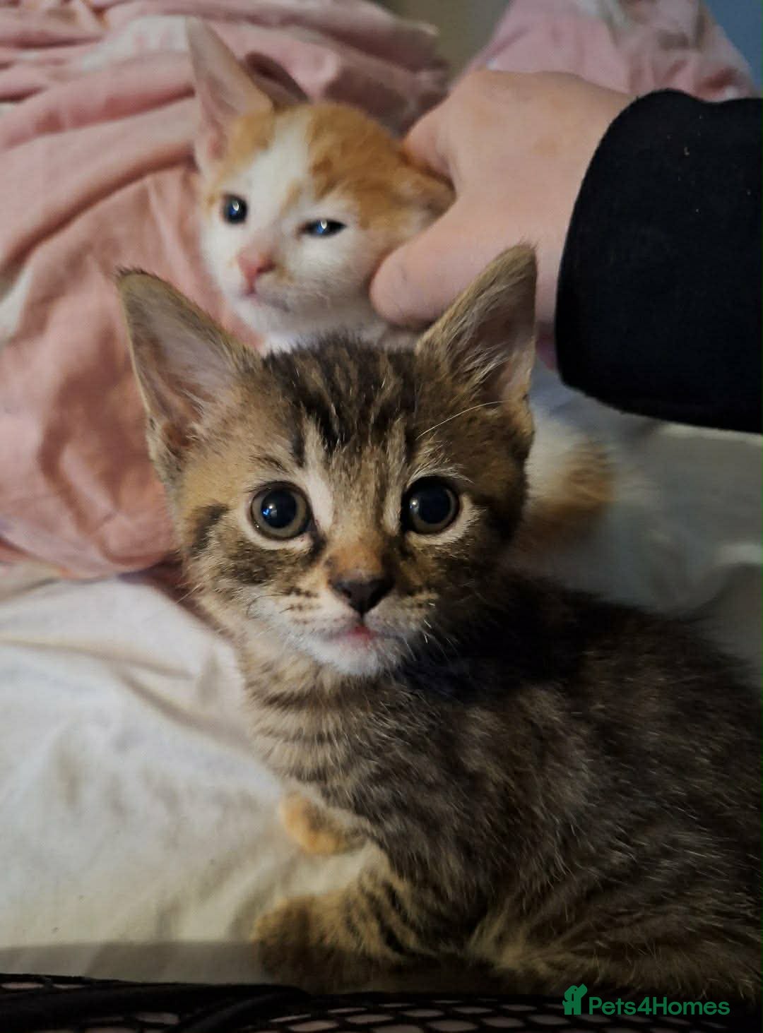 Mixed Breed cats 3 beautiful Kitten for sale  - Advert 5