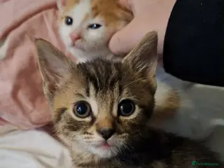 Mixed Breed cats 3 beautiful Kitten for sale - Advert 4