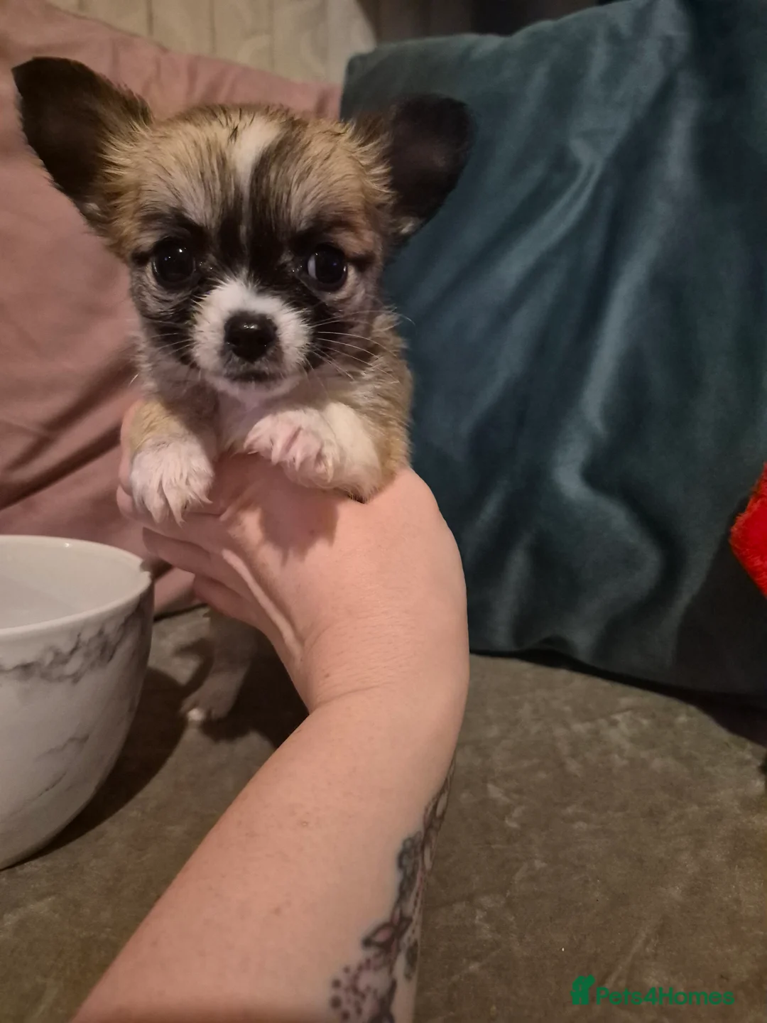 Chihuahua dogs for sale: Pure Chihuahua puppies  - Advert 19