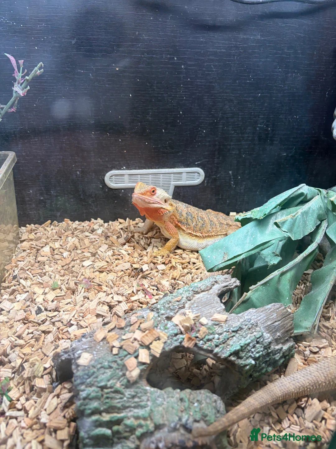 Bearded Dragon reptiles for sale: 2 x bearded dragons with set up  in Harlow - Advert 2