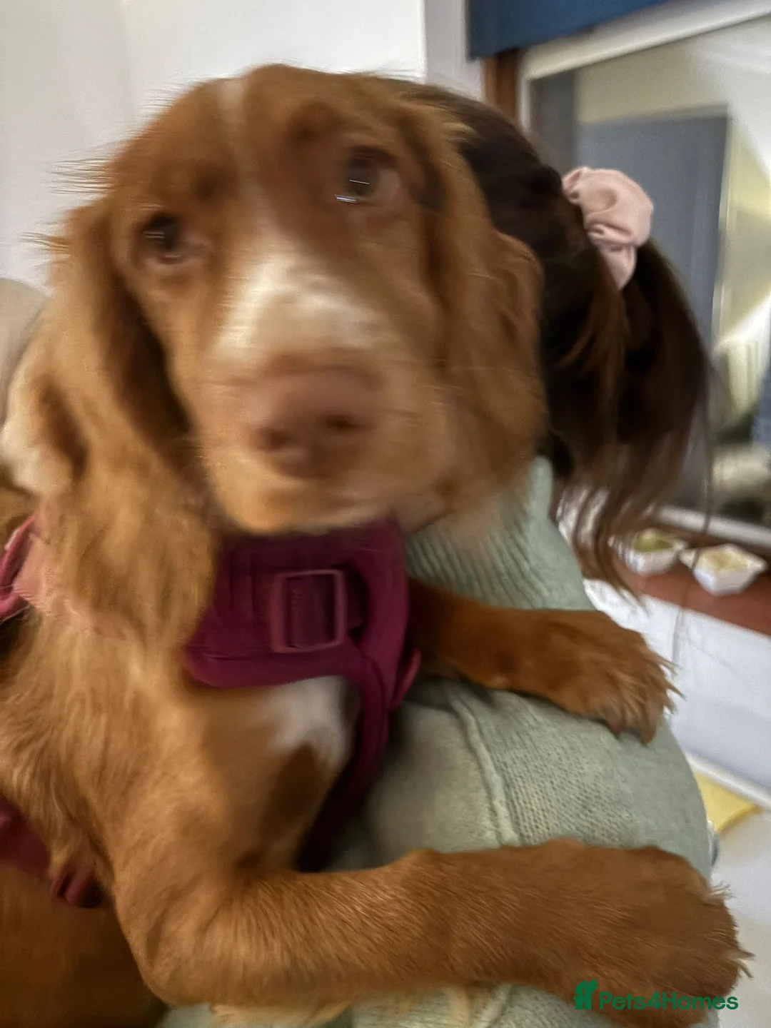 Cocker Spaniel dogs for sale: Cocker spaniel 8 months old - Advert 1