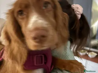 Cocker Spaniel dogs Cocker spaniel 8 months old - Advert 1