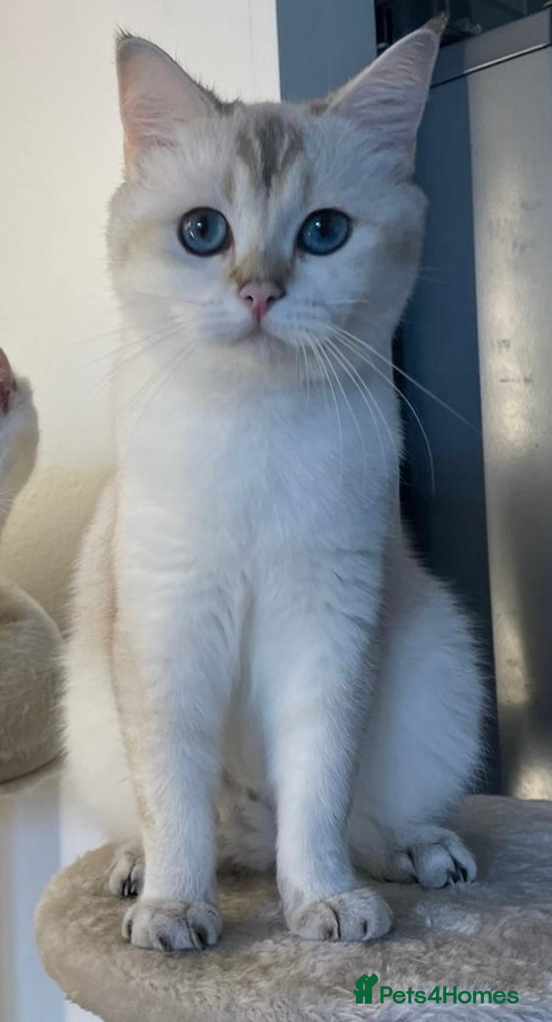 British Shorthair cats for sale: TICA Cream and golden British long and shorthair  - Advert 3