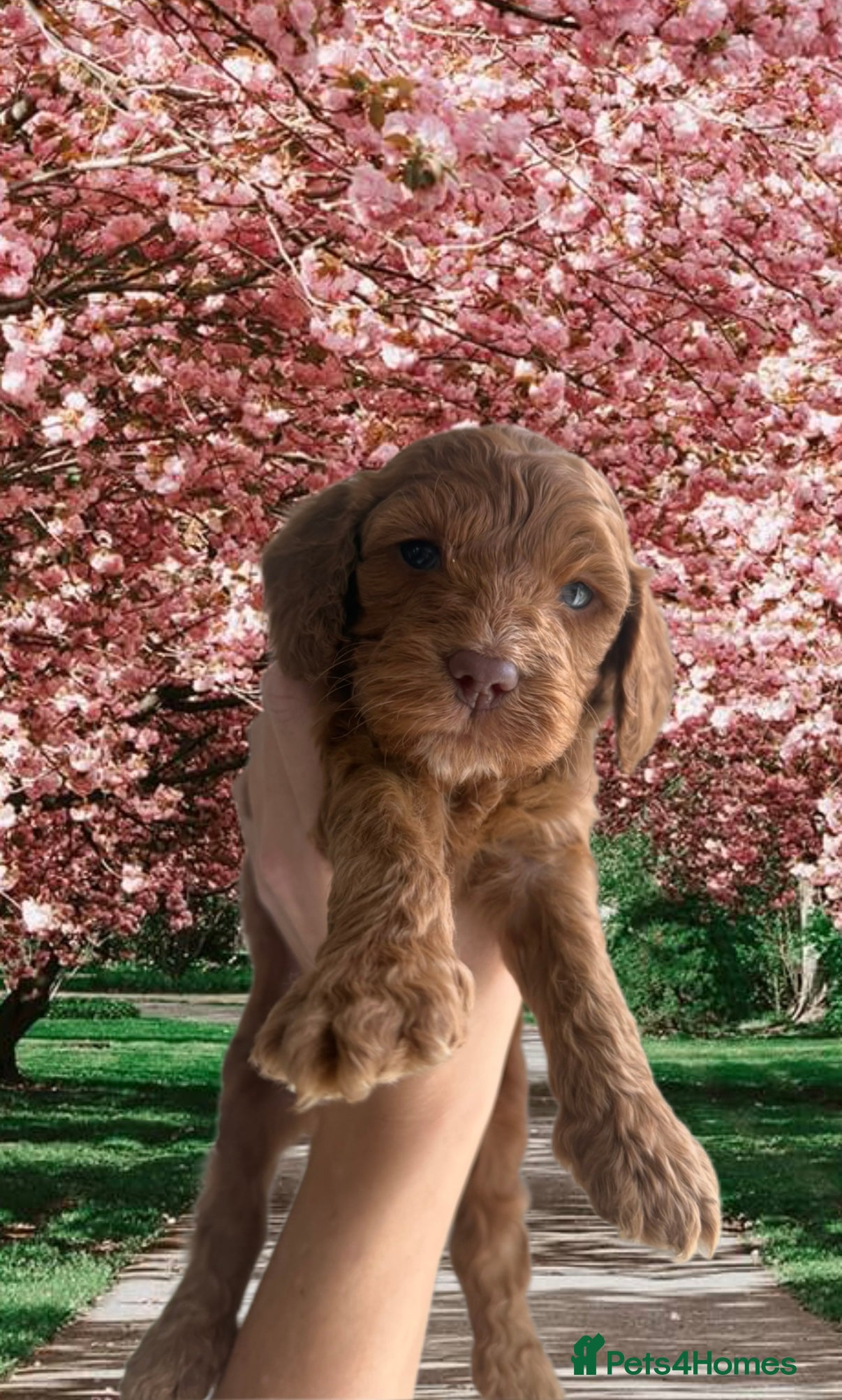 Cockapoo dogs Health check🏆Beautiful F1 cockapoo puppies🌟🧬🐾 - Advert 2