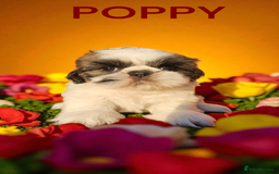 Shih Tzu dogs for sale: 💕🐶💕 STUNNING SHIH TZU 💕🐶💕 - Image 16