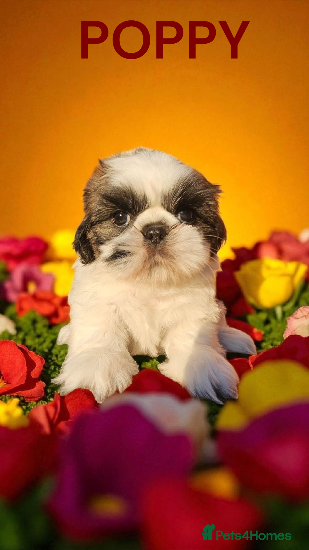 Shih Tzu dogs for sale: 💕🐶💕 STUNNING SHIH TZU 💕🐶💕 - Image 16