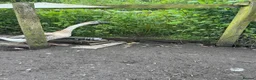 Geese poultry for sale: Year old geese for sale  - Advert 4