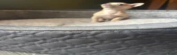 Chihuahua dogs for sale: Striking Blue Eyed Merle Chihuahua Baby Boy in Gateshead - Advert 6