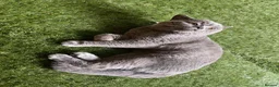 British Shorthair cats for stud: Champion British Blue Import for Stud  - Advert 5