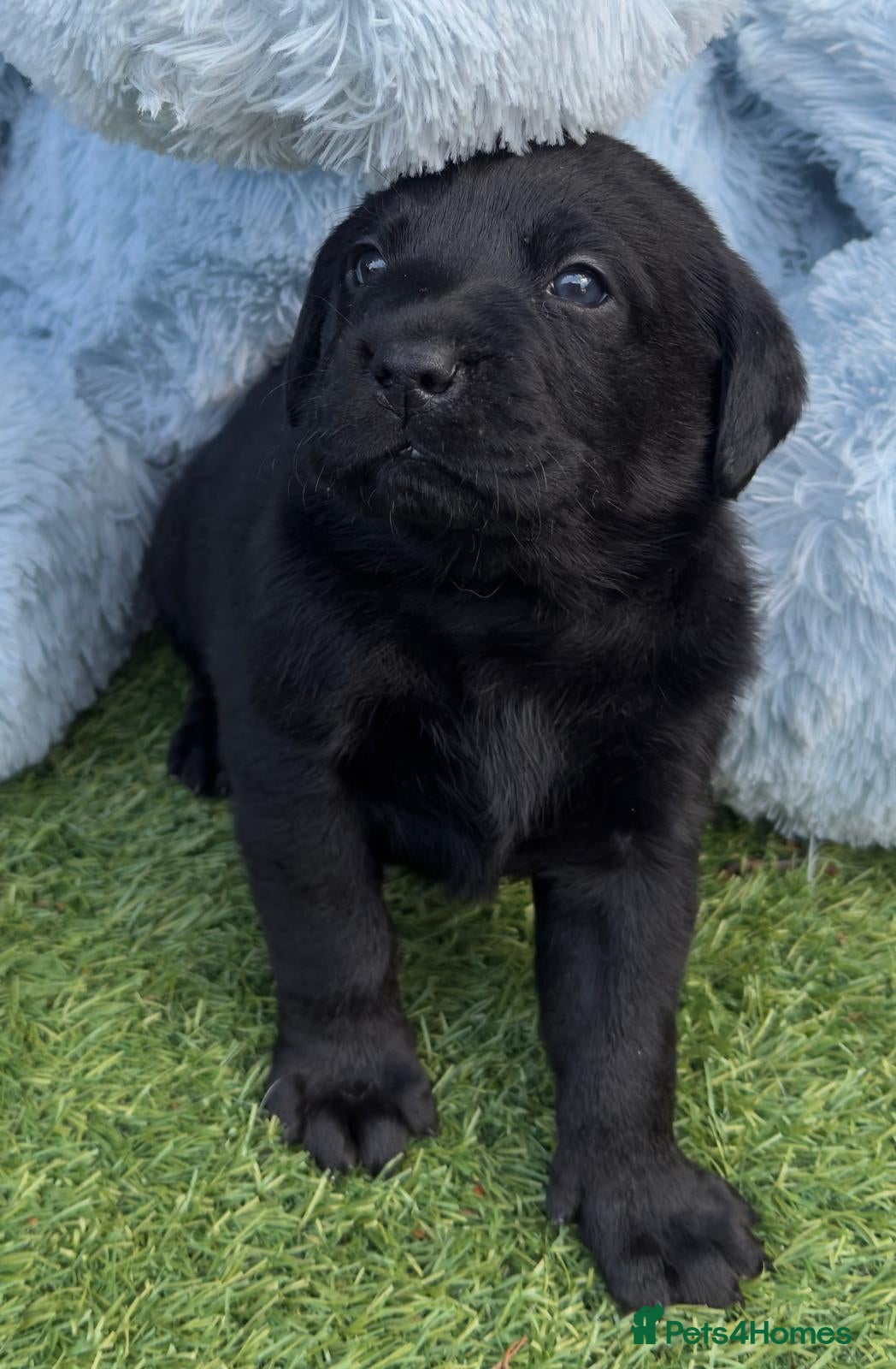 Labrador Retriever dogs 🖤 KC REGISTERED BLACK LABRADOR PUPPIES 🖤 - Advert 10