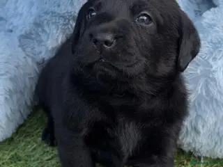 Labrador Retriever dogs 🖤 KC REGISTERED BLACK LABRADOR PUPPIES 🖤 - Advert 10
