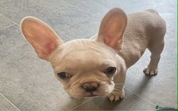 French Bulldog dogs for sale: Beautiful non kc female  - Image 16