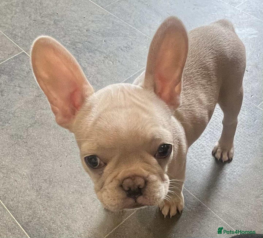 French Bulldog dogs for sale: Beautiful non kc female  - Image 16