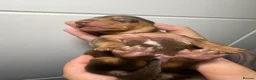 Miniature Dachshund dogs for sale: Beautiful Miniature Dachshund Puppies - Advert 19