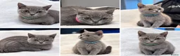 British Shorthair cats for sale: Stunning BSH male and female kittens.. READY NOW!  - Advert 2