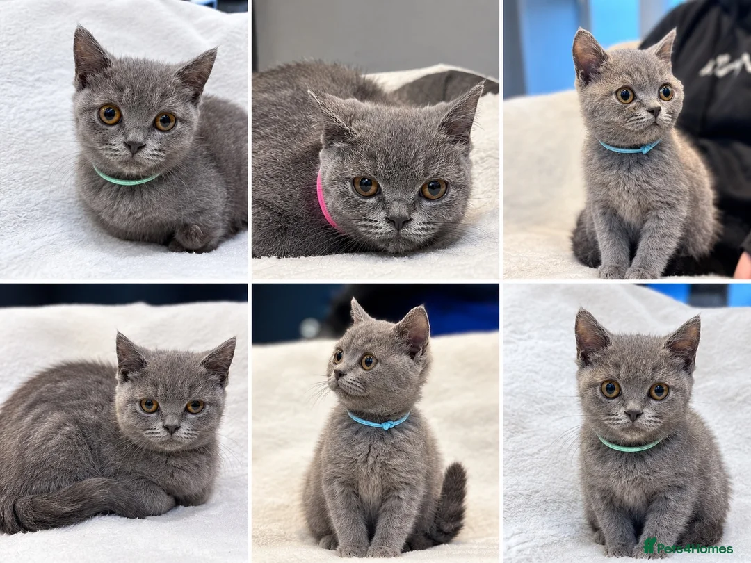 British Shorthair cats for sale: Stunning BSH male and female kittens.. READY NOW!  - Advert 2